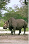 Rhinoceros - rhinos are killed for their horns