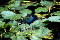 Wetland bird walking on water plants