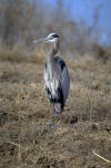 Herons wade in shallow water and use their "spearlike" beaks to spear fish, frogs, shrimp, small birds, lizards, snakes, crayfish, and grasshoppers.