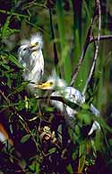 Immature Egrets