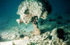 Dead coral
