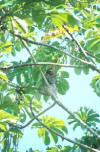 High atop the rainforest, species spend much of their lives