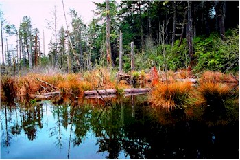 Wetland supporting a variety of species