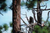 Scanning the skies for food from nest high atop a giant tree