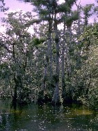 Aquatic plants and flood tolerant trees