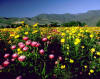 A profusion of wildflowers