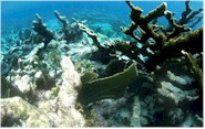 Corrosion sinking into the seabed