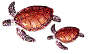 Sea turtle species have long paddle-like flippers and can swim great distances