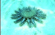 Crown-of-Thorns Starfish