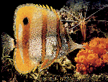 Where is the real eye of this fish?