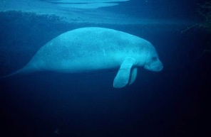 Endangered Manatee