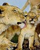 lion mother & cubs