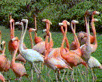 Flamingos have been known to fly up to 373 miles (600km) each night to get to another wetland habitat