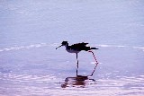 Long legs on water birds make hunting for food easier
