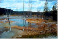 Wetland contaminated from toxic pollution - species die-off