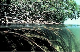 Mangrove root systems extending out into water - like "Walking Trees"