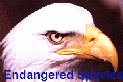 Endangered Species banner - Eagle