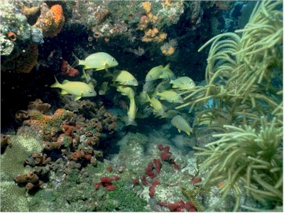 Healthy coral reef full of life