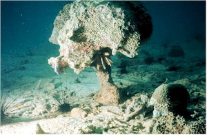 Photo of dead coral
